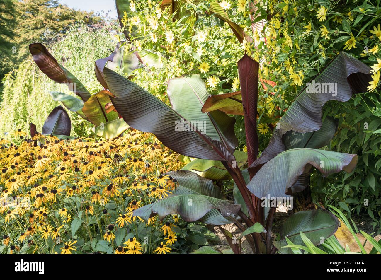 Ethiopian banana and rudbeckia in the border at Sir Harold Hiller Gardens near Romsey in Hampshire Stock Photo
