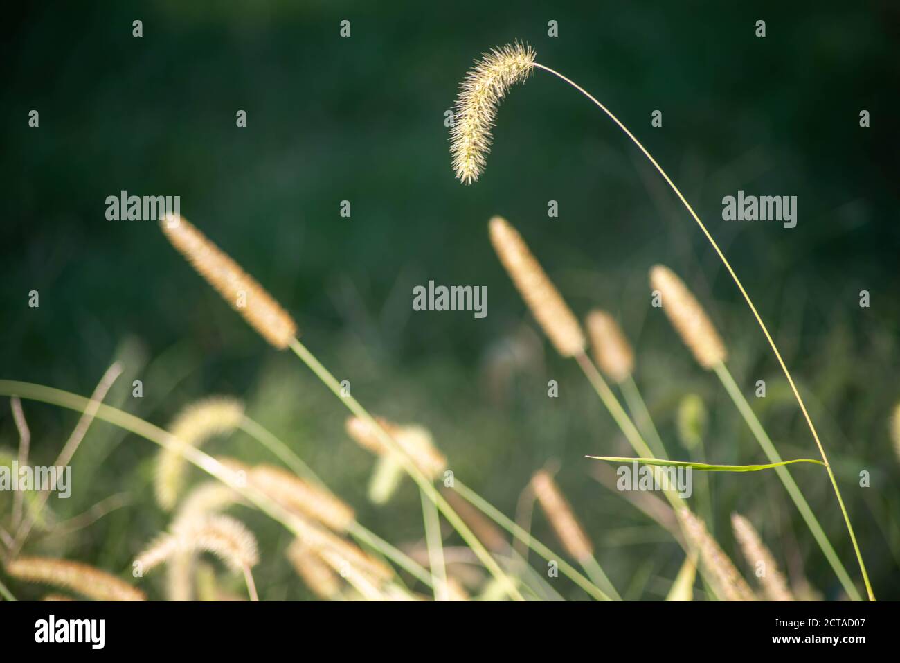 Abstract green nature background with swooping cattails. Stock Photo