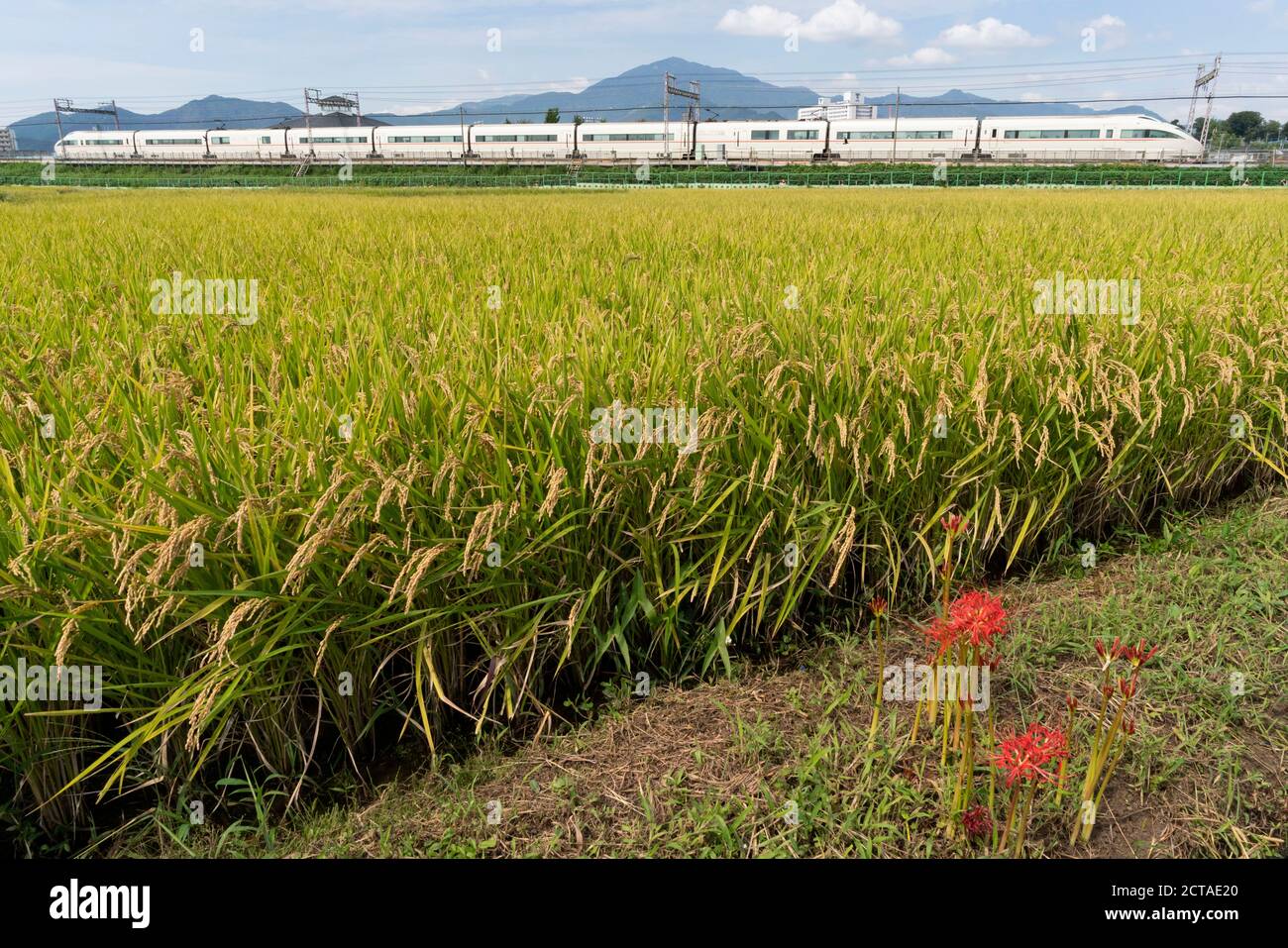 Odakyu Line passing through autumn rice field, Isehara City, Kanagawa ...