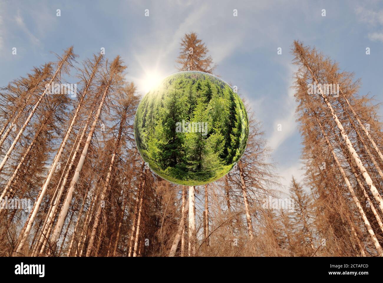 Forest dieback and global warming concept. A healthy green forest inside a glass ball, surrounded by dead trees due to drought and bark beetle. Stock Photo