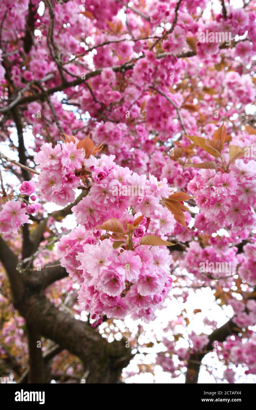 Close up cherry blossom tree hi-res stock photography and images - Alamy