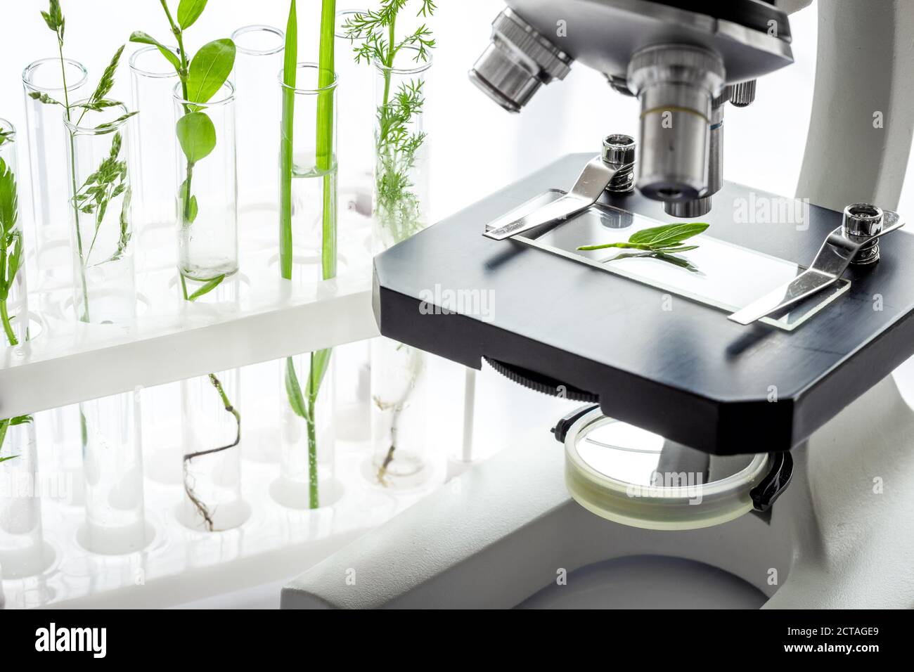 Biological research. Glass in test tubes with microscope on lab table ...
