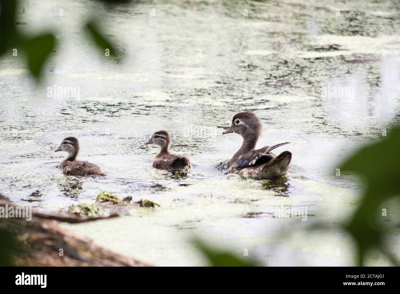 Wood Duck (Aix sponsa), and ducklings, swimming Stock Photo
