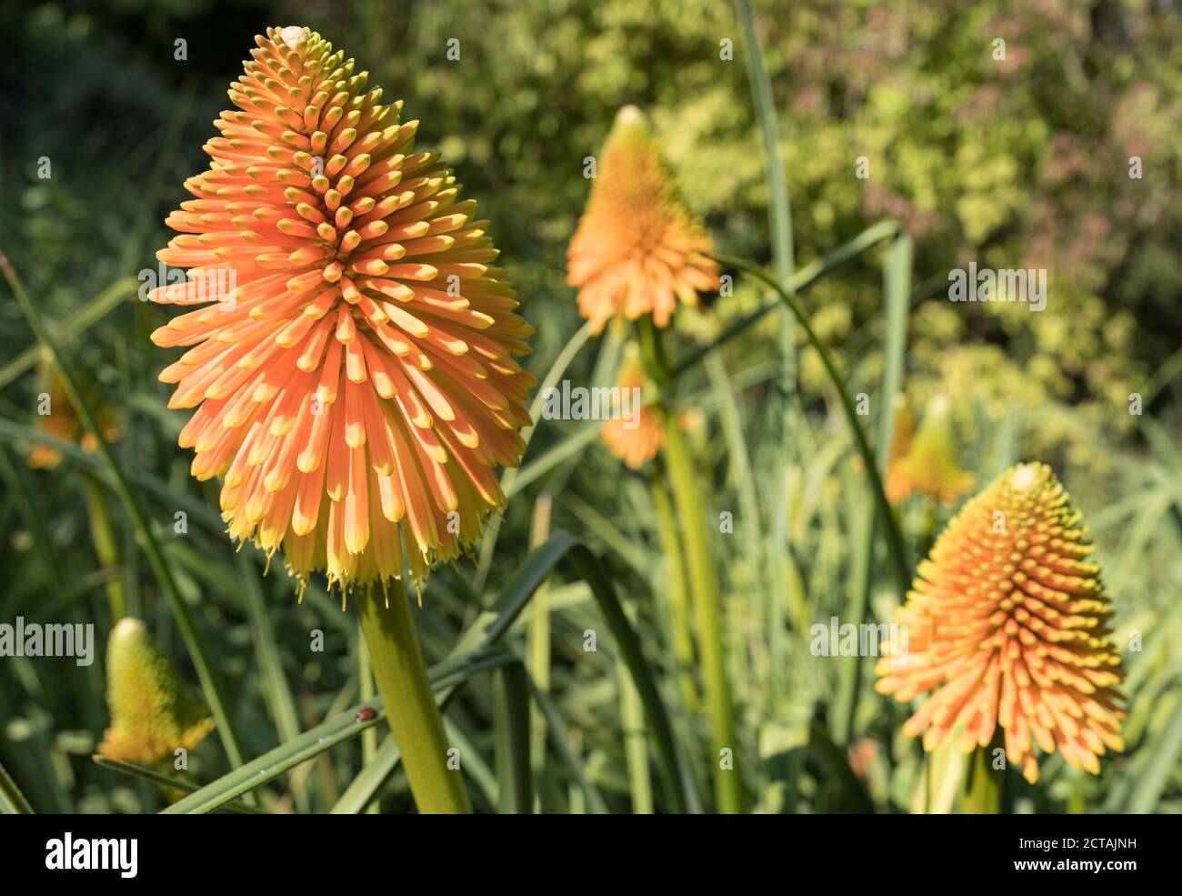 Red Hot Poker kniphofia display at Sir Harold Hiller Gardens near