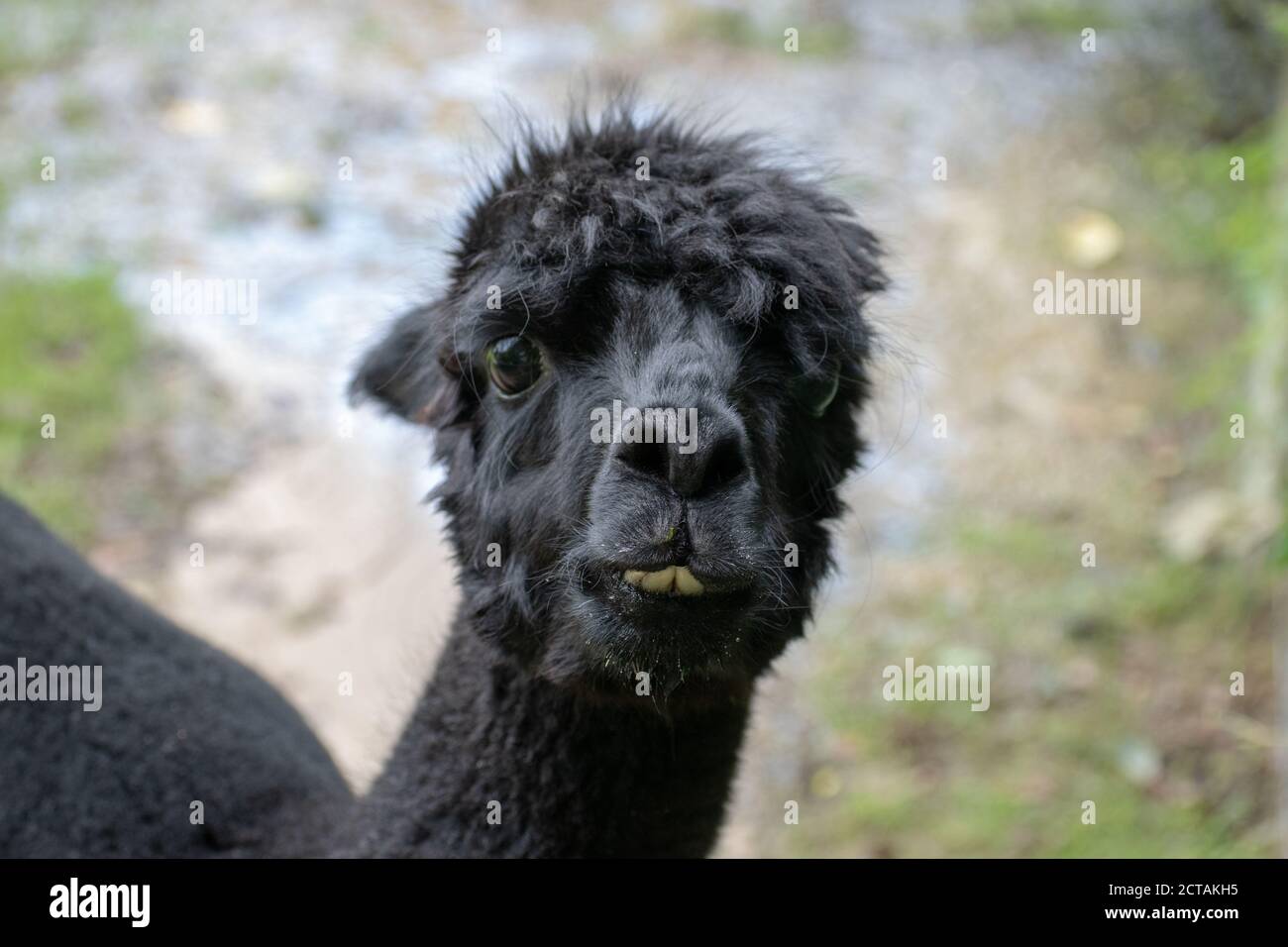 Closeup shot of a black llama Stock Photo Alamy