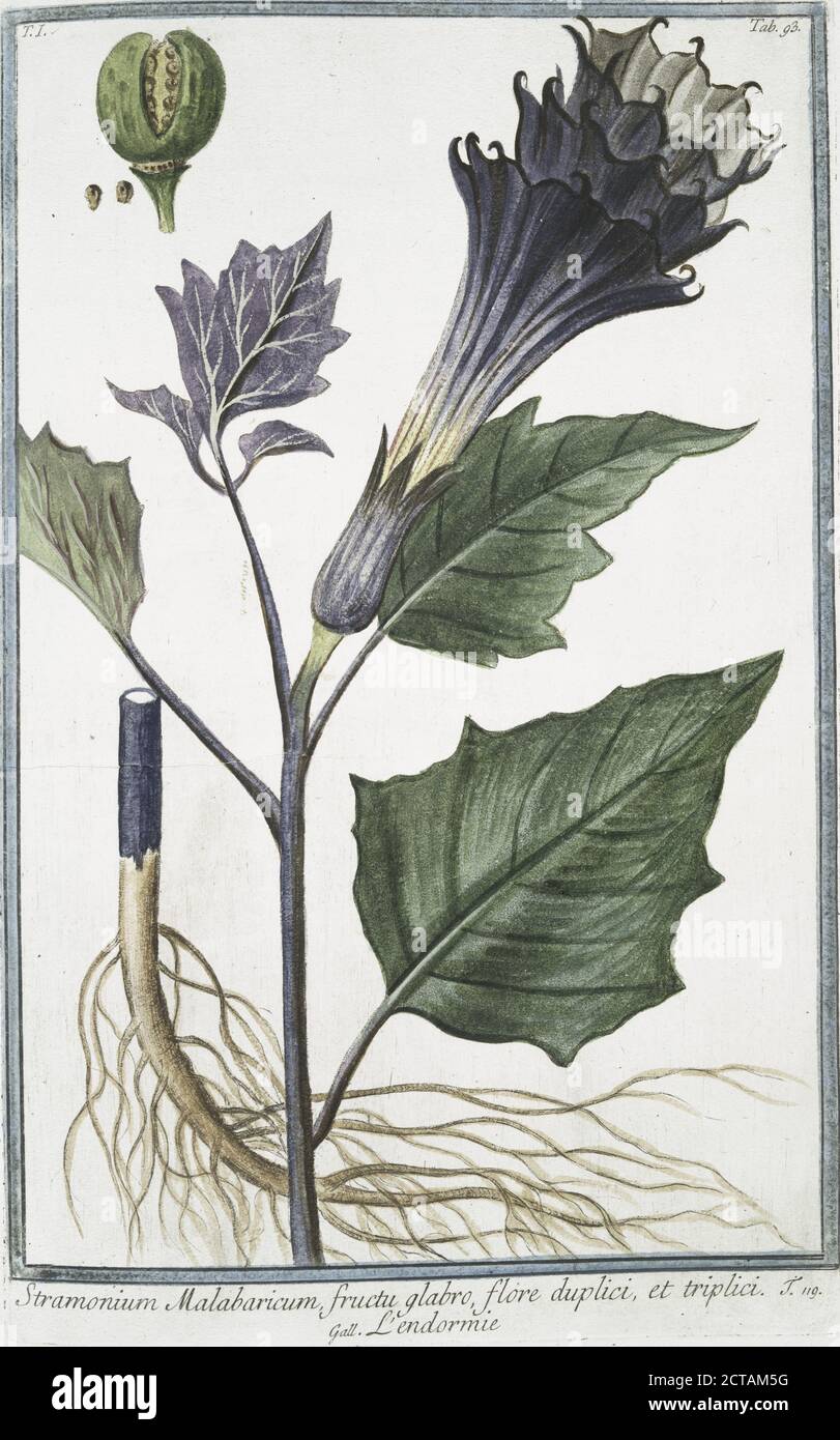 Stramonium Malabaricum, fructu glabro, flore duplici, et triplici = L'endormie. Thornapple, still image, 1772 - 1793, Bonelli, Giorgio (b. 1724), Martelli, Niccoló (1735-1829 Stock Photo