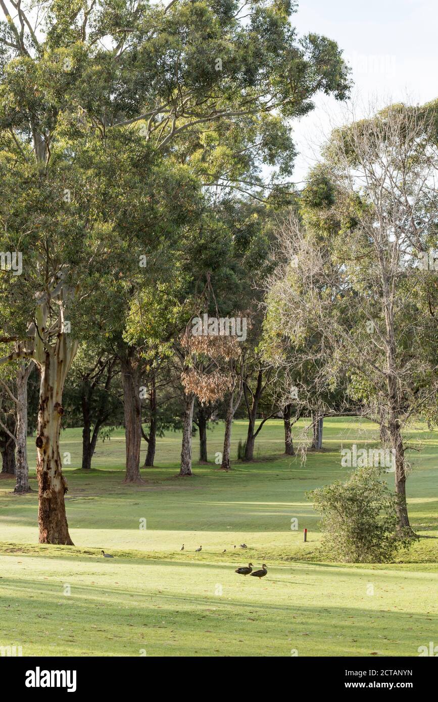 Local native Australian ducks meander across a fairway in the warm morning sunlight on Gordon