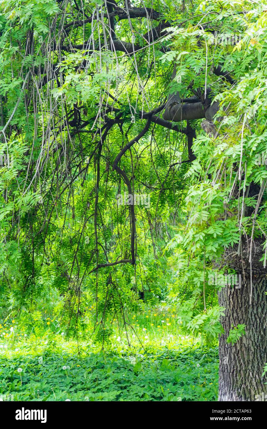 Branches of a tree with green leaves hang down like a natural awning