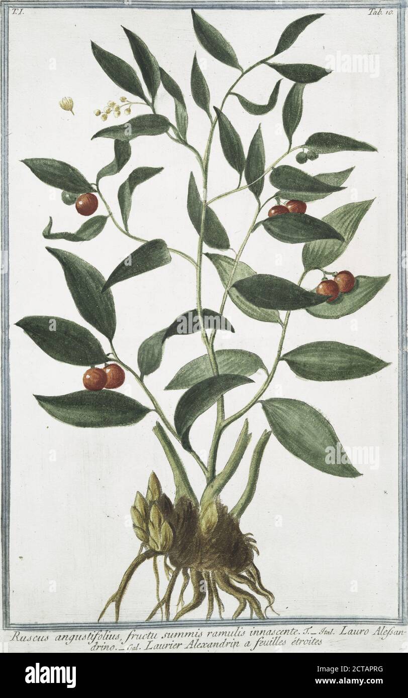Ruscus angustifolius, fructu summis ramulis innascente. = Lauro Alessandrino = Laurier Alexandrin a feuilles étroites., still image, 1772 - 1793, Bonelli, Giorgio (b. 1724), Martelli, Niccoló (1735-1829 Stock Photo
