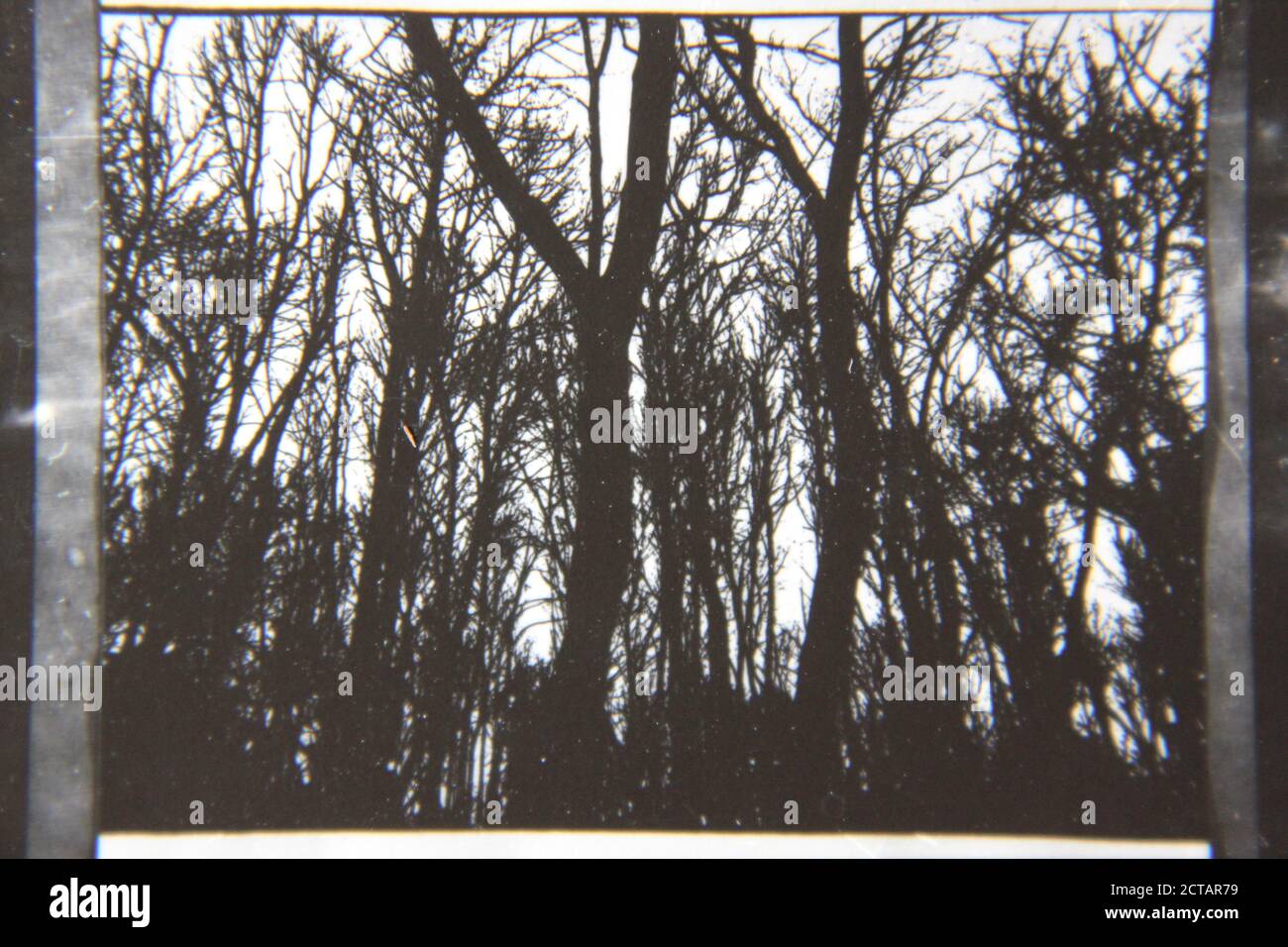 Fine 1970s black and white photography of tall trees living in the ...