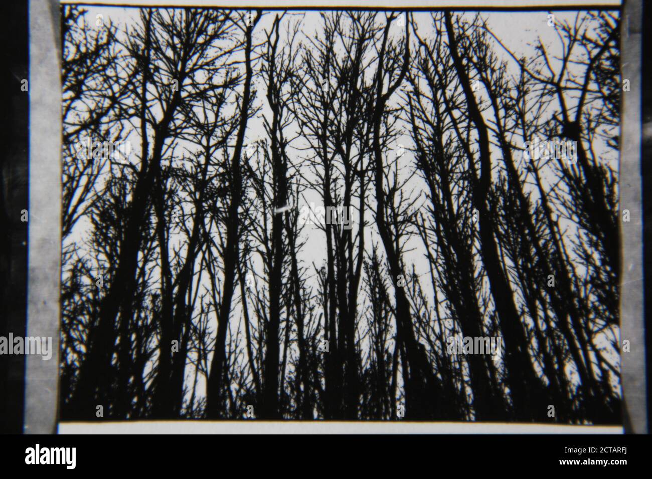 Fine 1970s black and white photography of tall trees living in the ...
