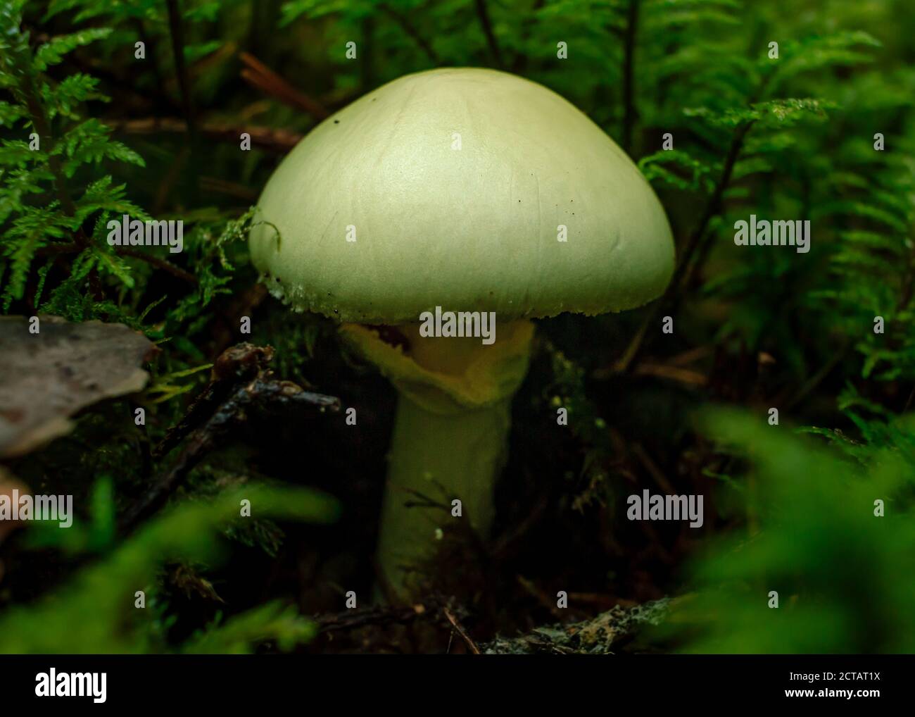 Yellow mushroom death cup poisen plant growing in a green rain forest, blur background Stock Photo