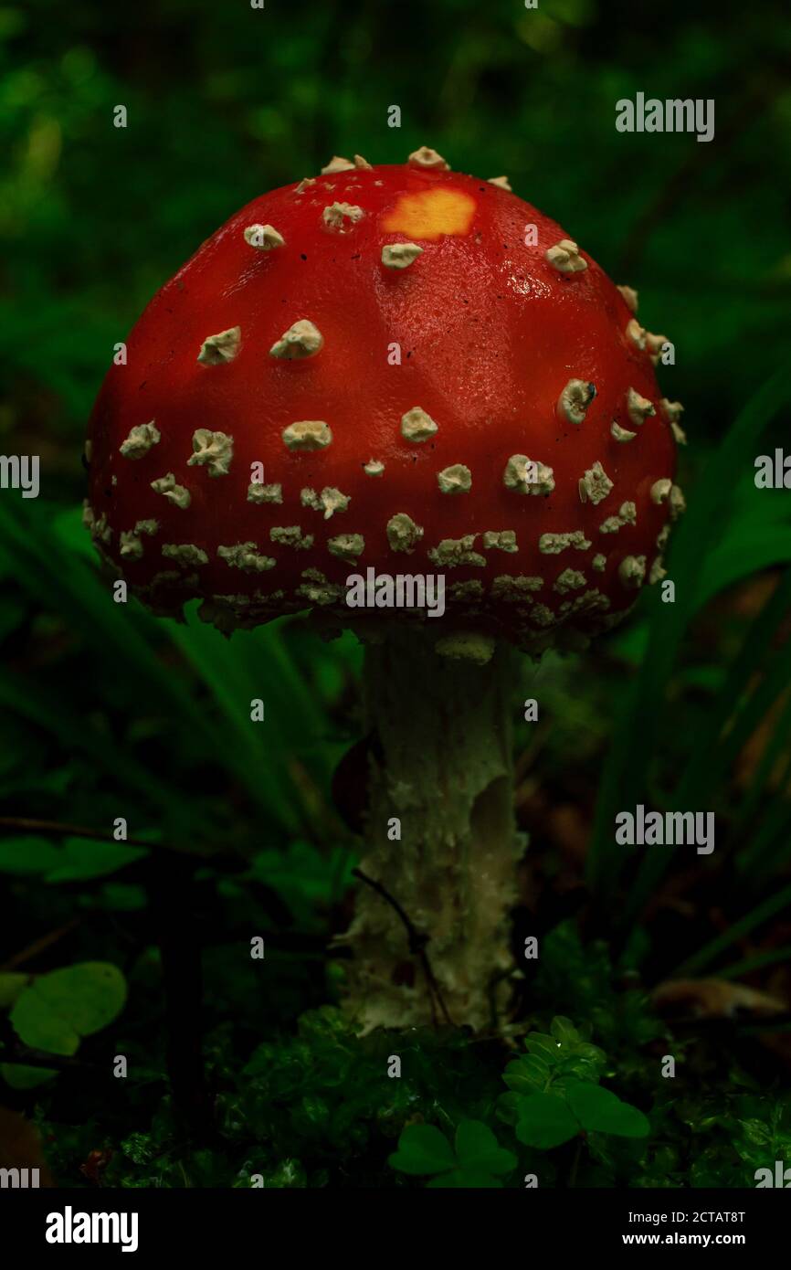Red mushroom with white dots, death cup poisen plant growing in a green rain forest, blur background Stock Photo