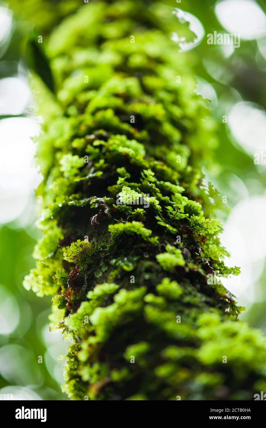 Lush green fern and moss growing in the trunk of tropical tree, natural forest blurred in the background. Selective focus. Stock Photo