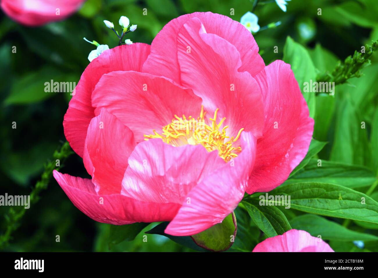 Pink peony (peonia) a spring summer flower perennial herbaceous plant native of Asia and North America stock photo image Stock Photo
