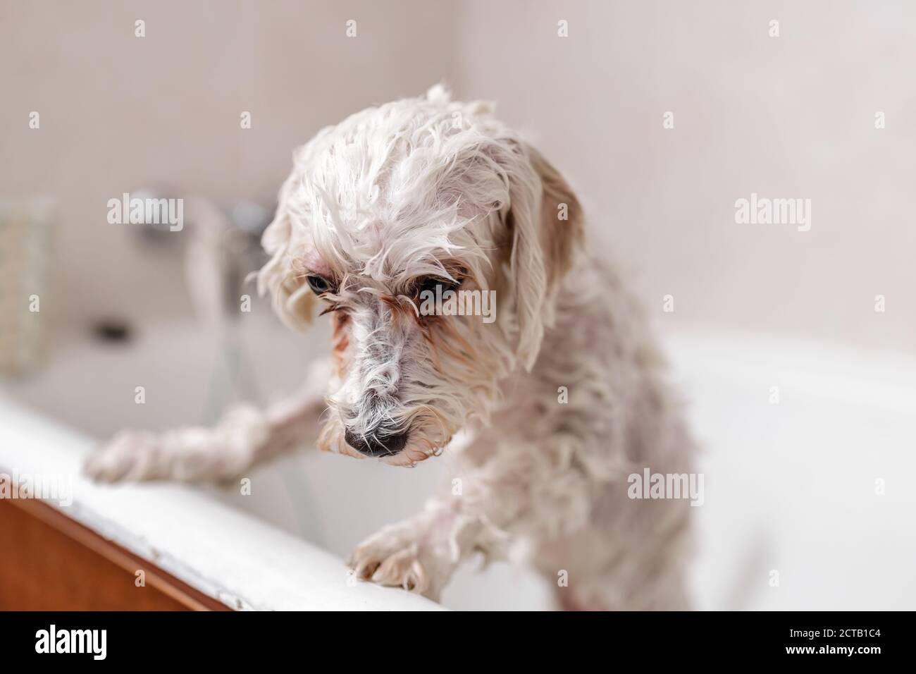 Purebreed white Bichon puppy showering in bath by pet beautician Stock