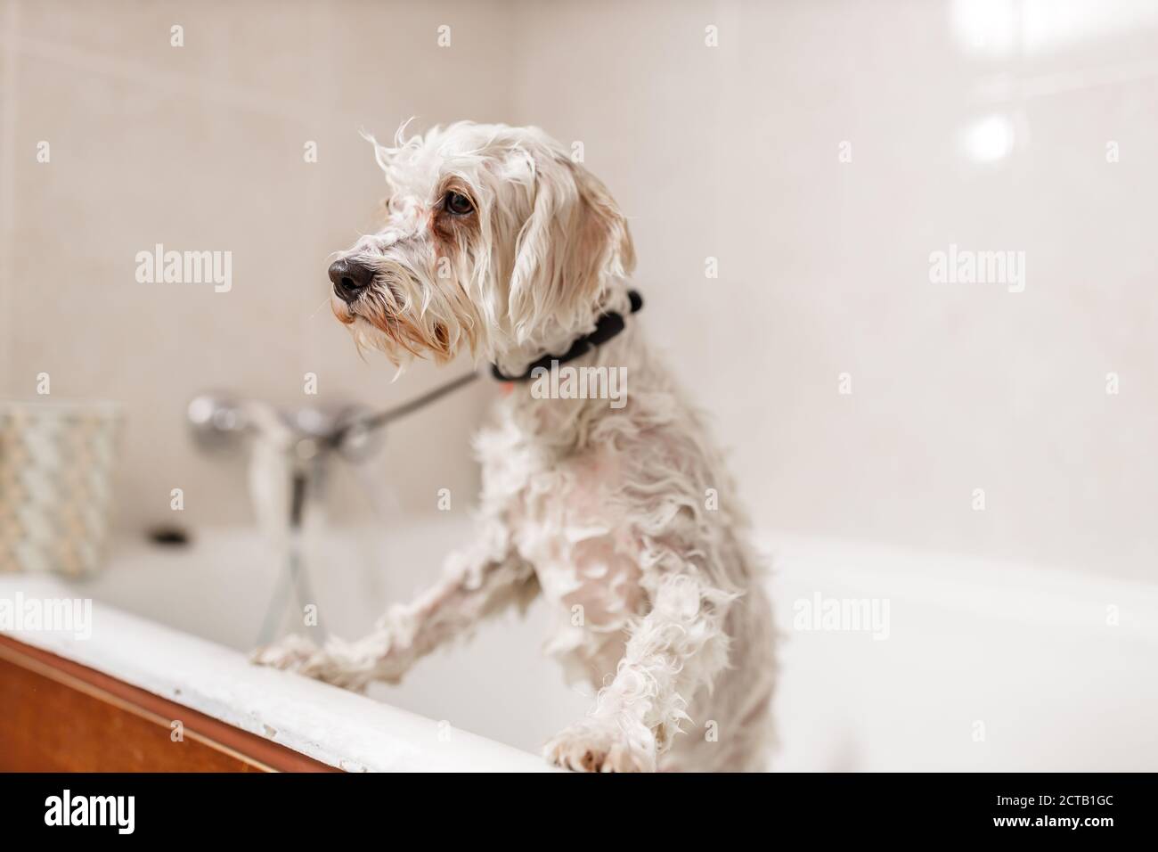 Purebreed white Bichon puppy showering in bath by pet beautician Stock