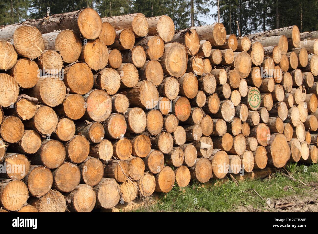 old tree trunks for firewood Stock Photo Alamy