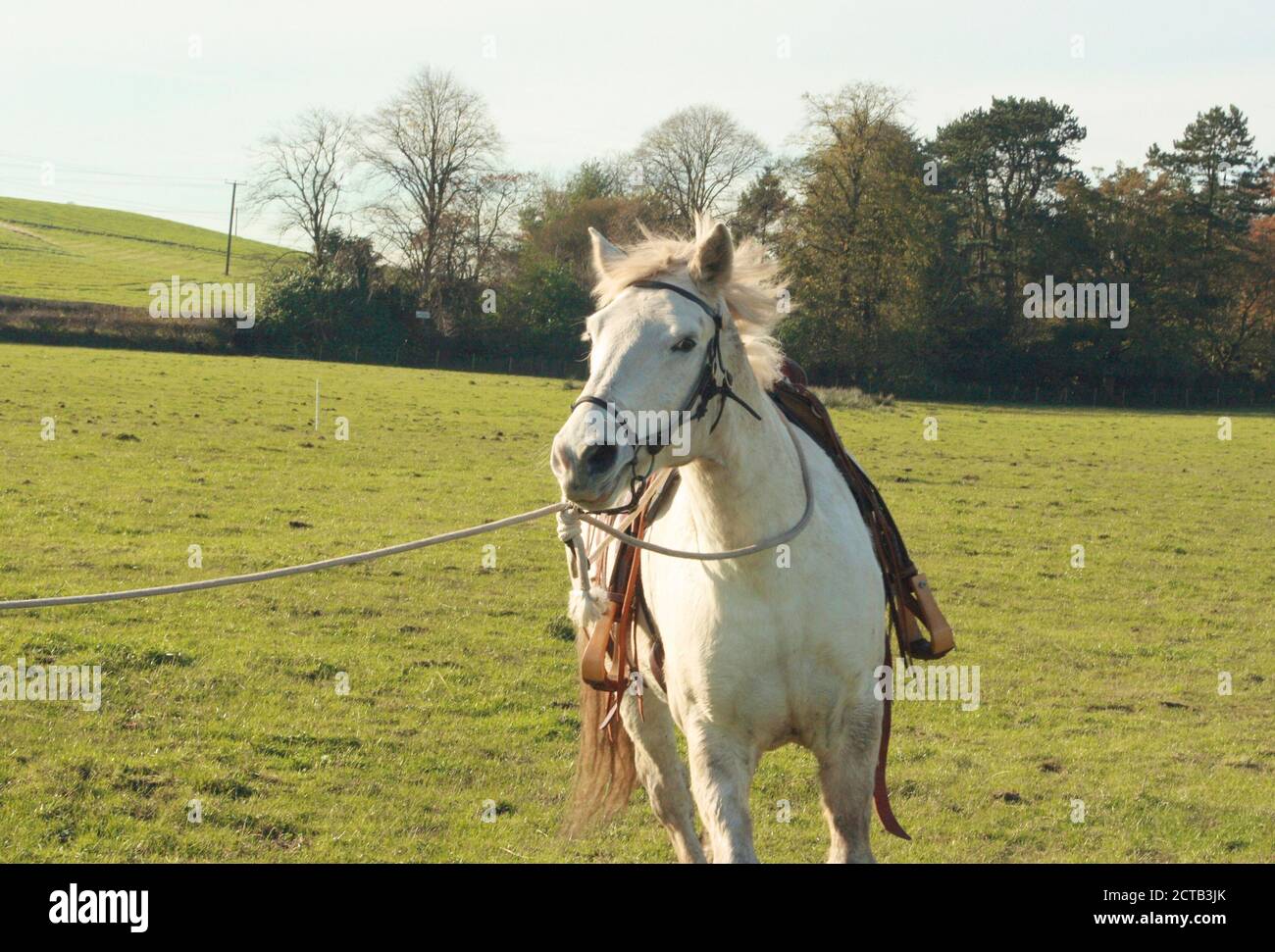 horse being led on a rope Stock Photo Alamy