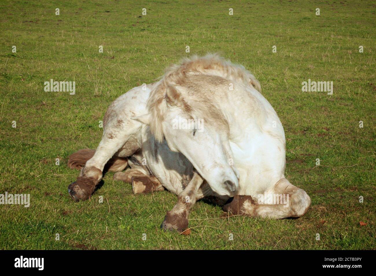 white horse grooming itself Stock Photo Alamy