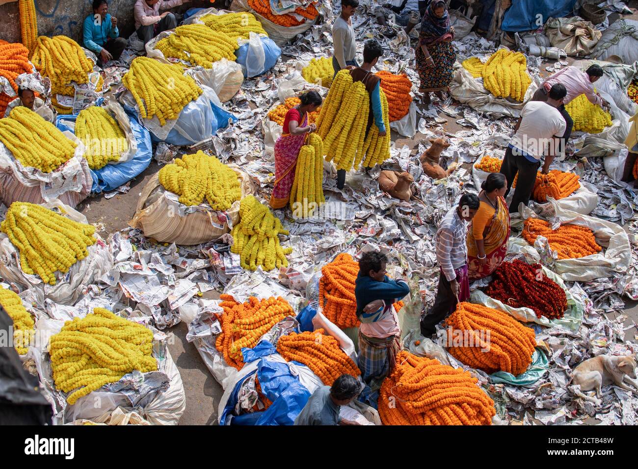 Kolkata, India - February 2, 2020: Unidentified people attends Mallick Ghat flower market by Howrah bridge to buy and sell colorful marigold flowers Stock Photo