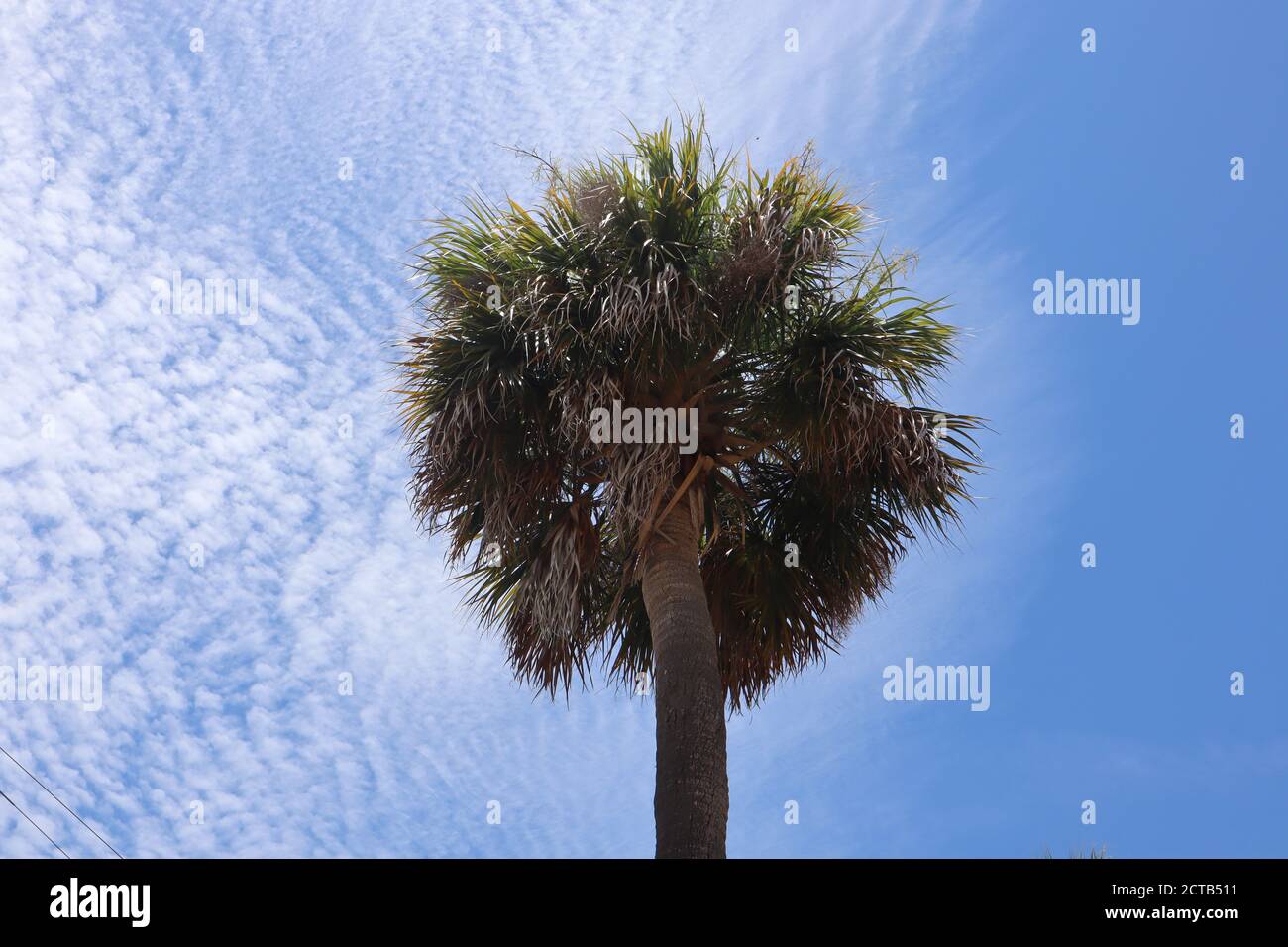 Low angle shot of a palm tree under a blue sunny sky Stock Photo - Alamy
