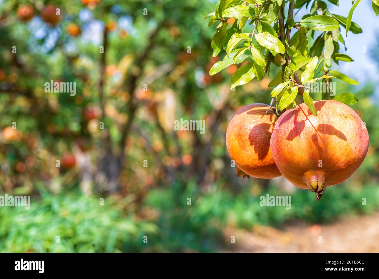Ripening fruits of a pomegranate tree close up on a background of green