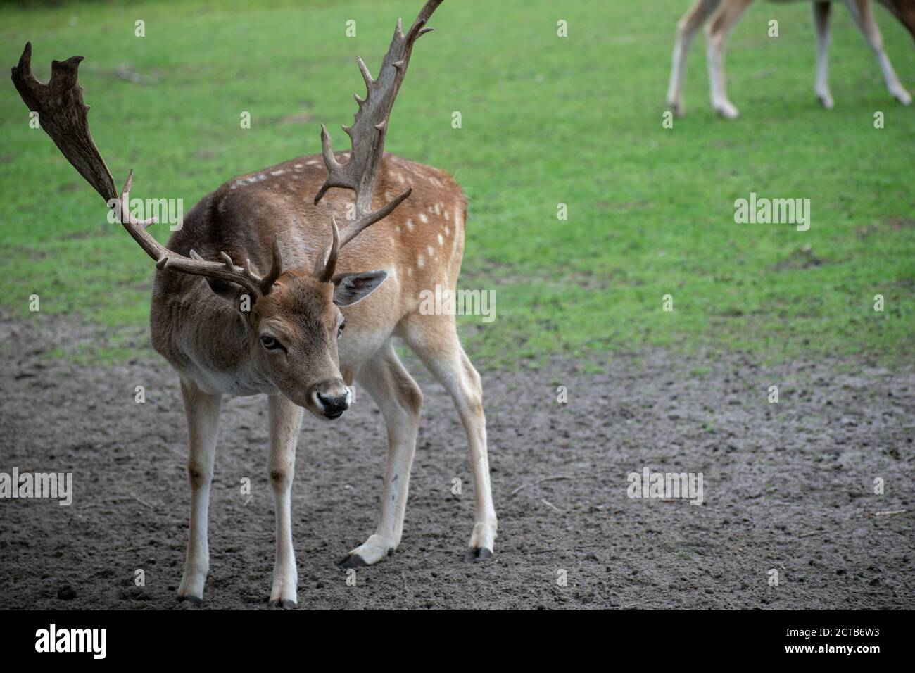 Closeup shot white tailed deer hi-res stock photography and images - Alamy