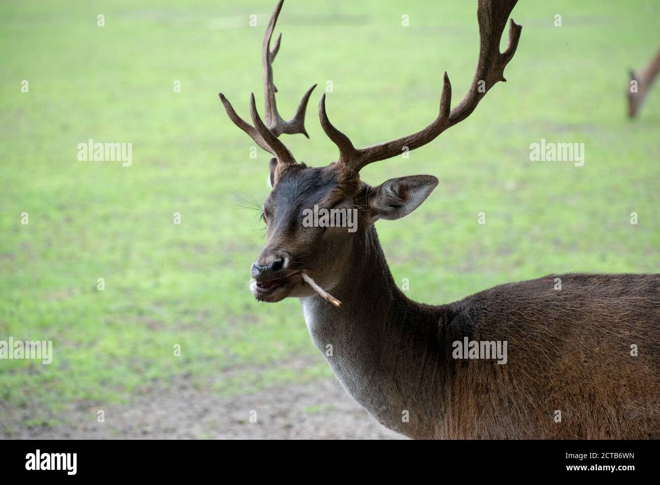 Closeup shot white tailed deer hi-res stock photography and images - Alamy