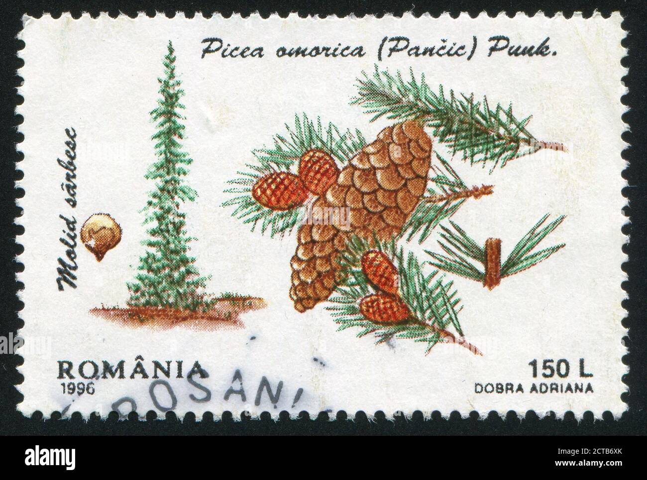 ROMANIA - CIRCA 1996: stamp printed by Romania, shows Serbian Spruce, circa 1996 Stock Photo