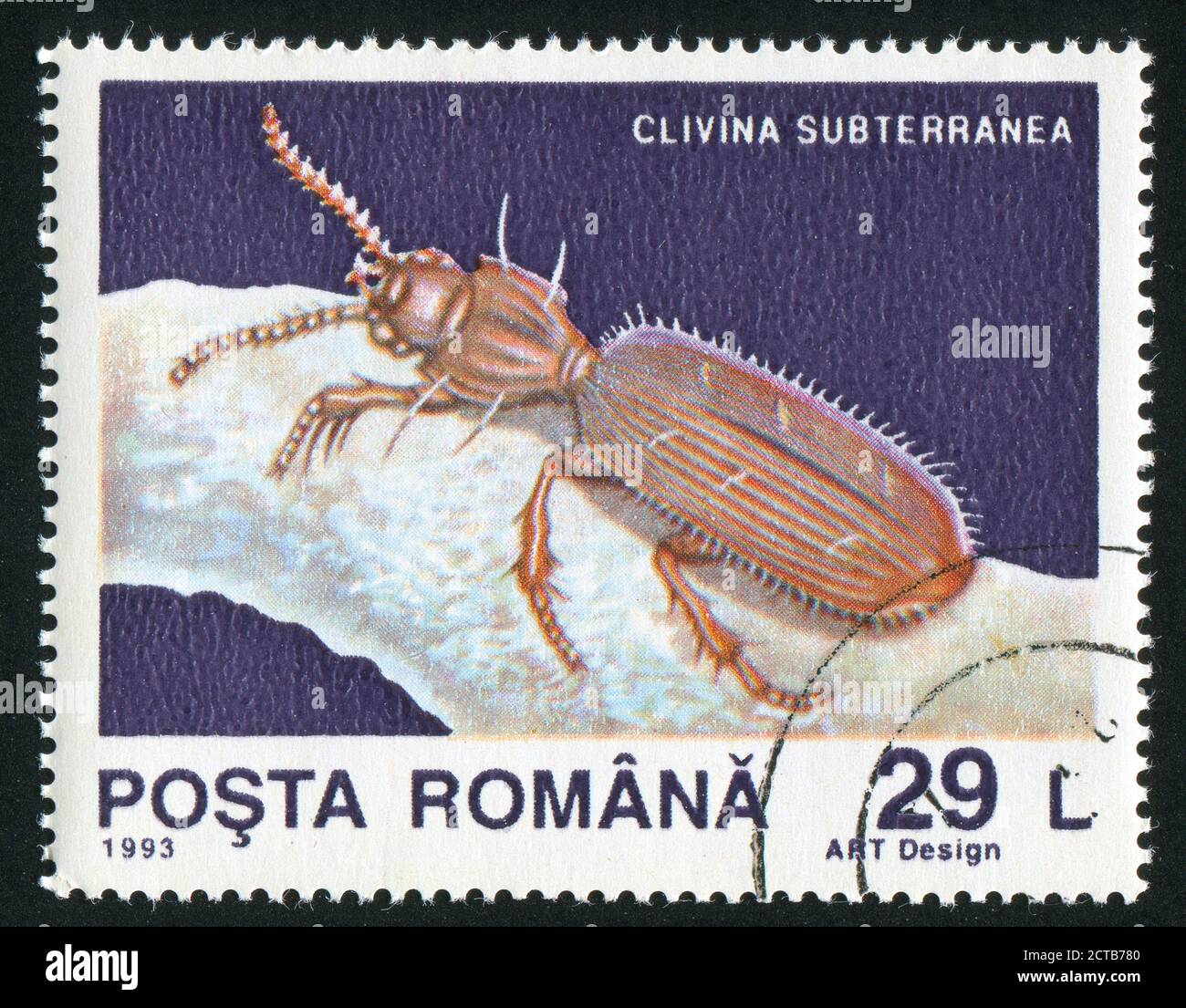 ROMANIA - CIRCA 1993: stamp printed by Romania, shows Clivina subterranea, circa 1993 Stock Photo
