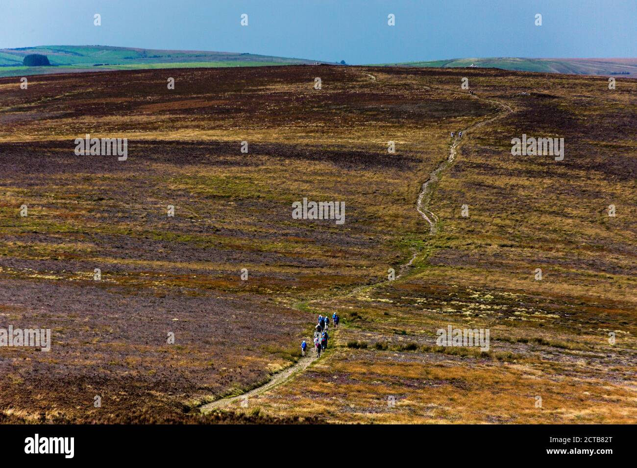 A walking group crossing open moorland between Great Rowbarrow and Dunkery Beacon – the highest point in Somerset and Exmoor National Park, England UK Stock Photo