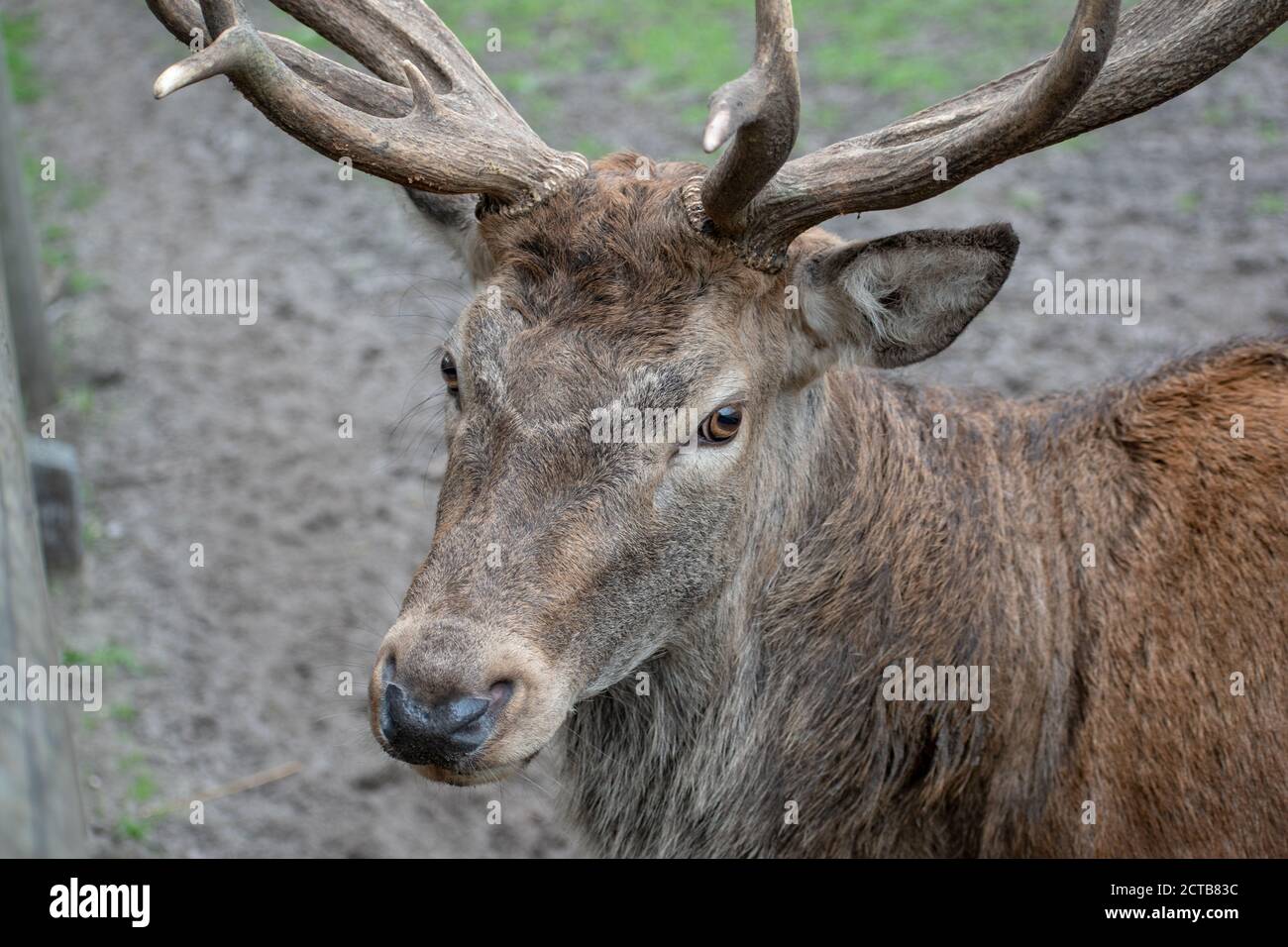 Closeup shot white tailed deer hi-res stock photography and images - Alamy