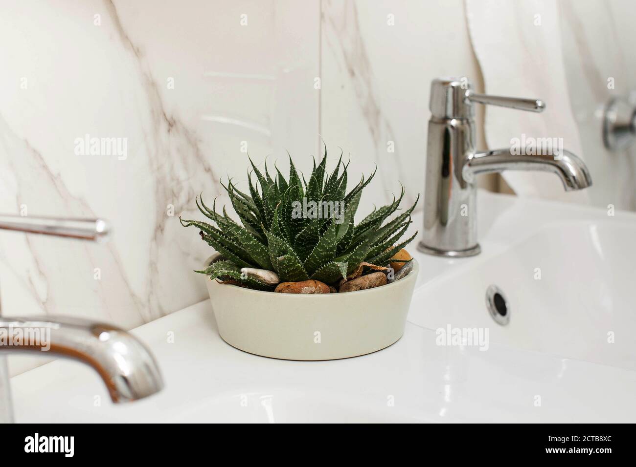 Home plant succulent in a pot on the sink in the bathroom. Concept of