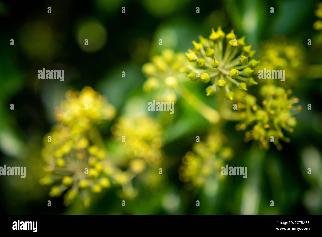 Green and yellow floral background with blur Stock Photo Alamy
