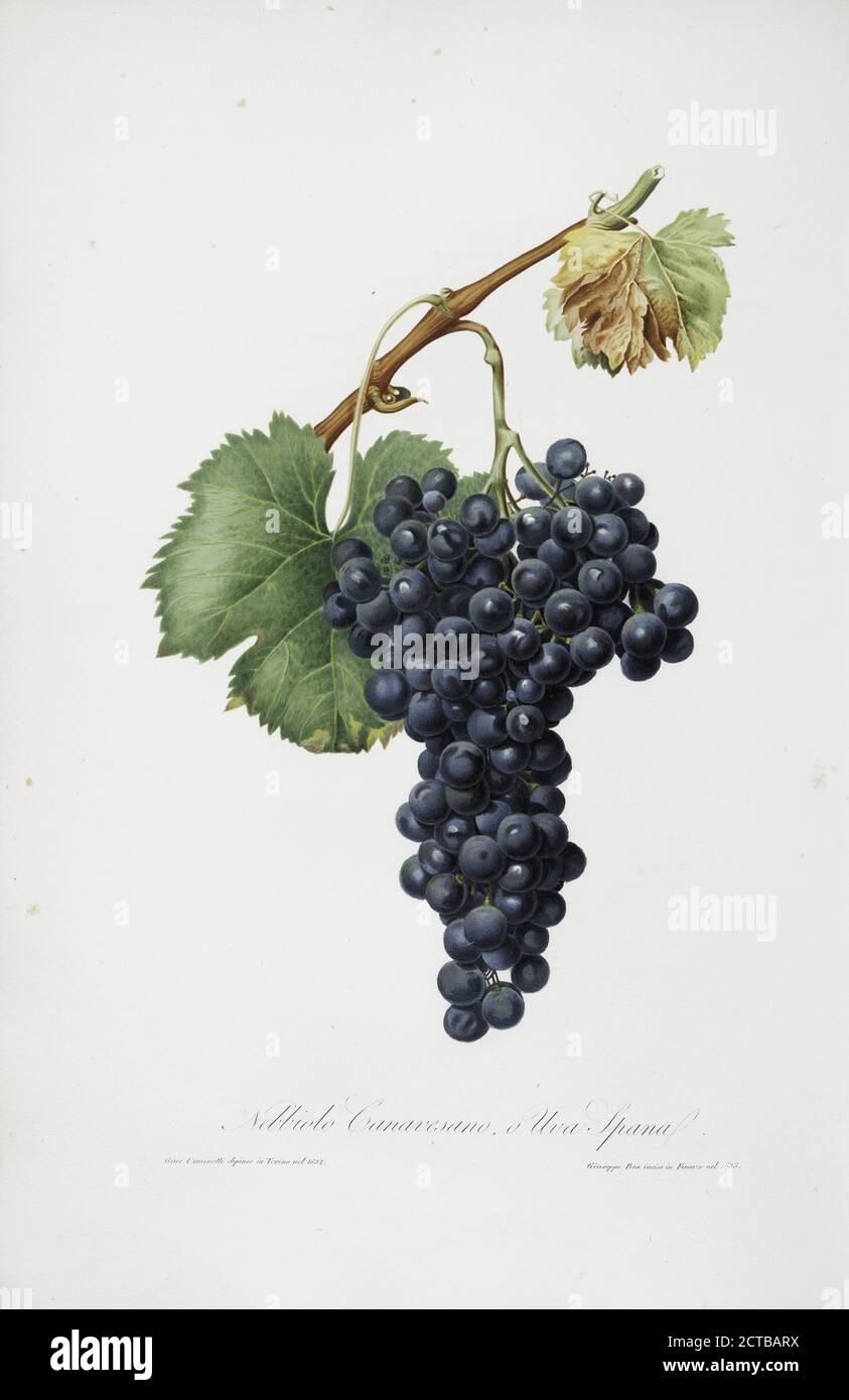 Nebbiolo Canavesano o, Uva Spana. Vitis vinifera Pedemontana ; Grape Spanna or Nebbiolo grape, still image, Prints, 1817 - 1839, Gallesio, Giorgio Stock Photo