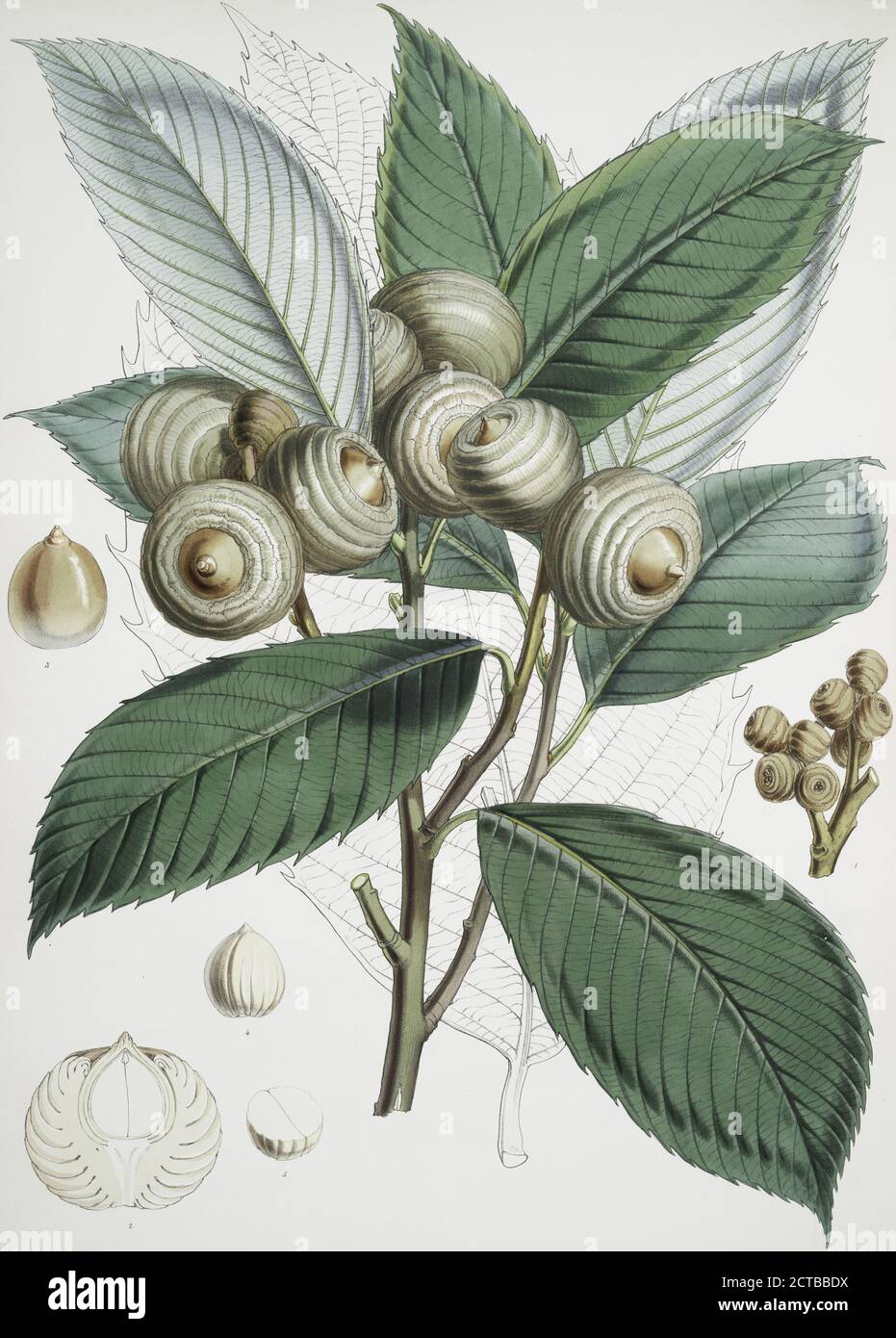Quercus Lamellosa, Ham., still image, 1855, Fitch, W. H. (Walter Hood) (1817-1892), Hooker, Joseph Dalton, Sir (1817-1911 Stock Photo