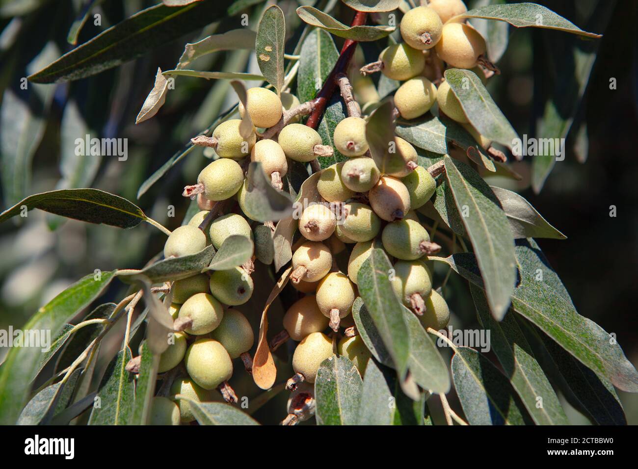 Russian Olive Tree High Resolution Stock Photography and Images Alamy