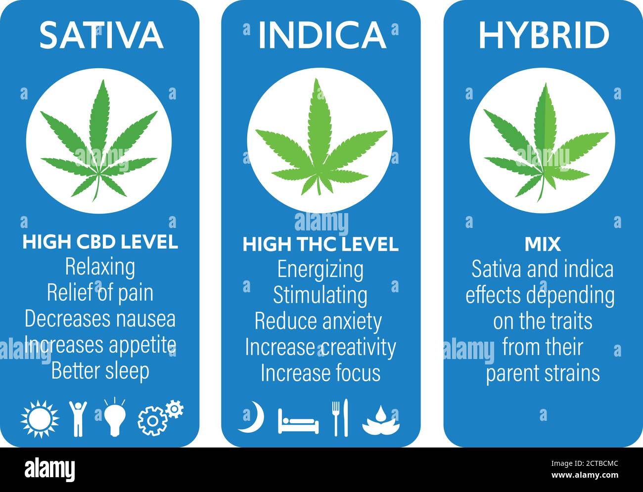 cannabis indica and sativa strains species information graphic guide Stock Vector