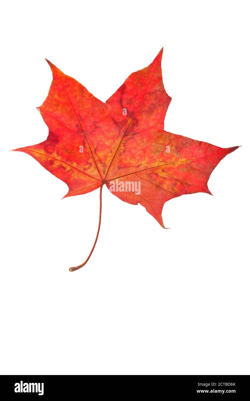 red autumn leaf isolated on white background Stock Photo - Alamy