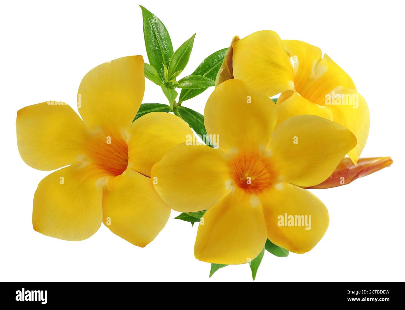 Allamanda flower or Golden Trumpet flower isolated on white background Stock Photo