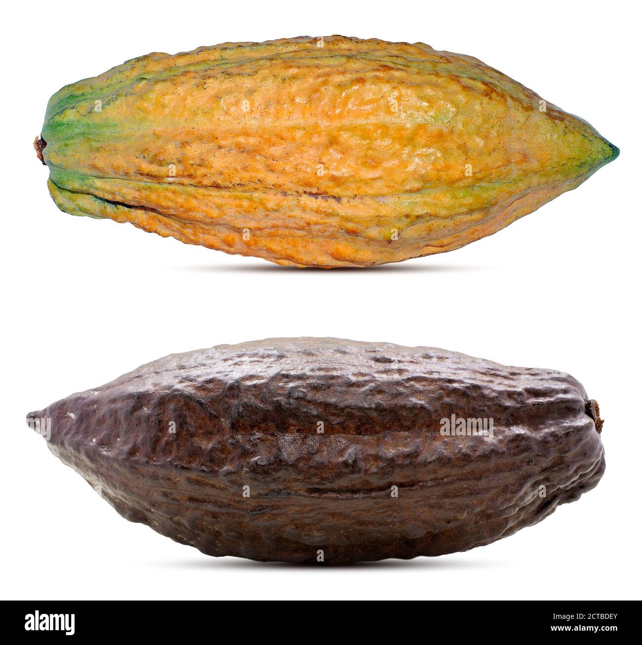 Cacao or Cocoa fruits isolated on white background Stock Photo Alamy
