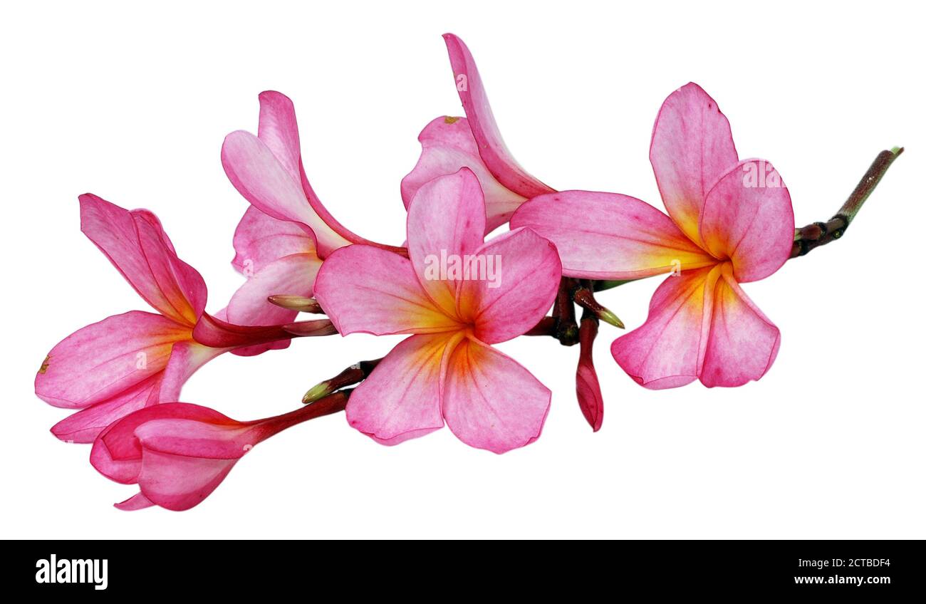 Frangipani, Plumeria flower isolated on white background Stock Photo