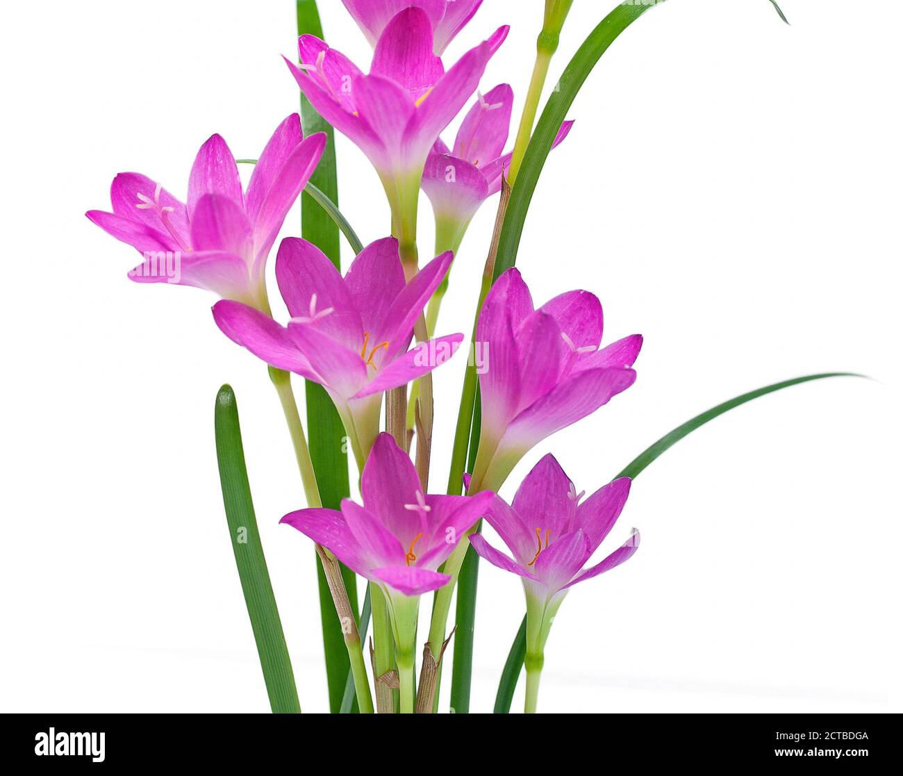 Rain Lilies flower isolated on white background Stock Photo