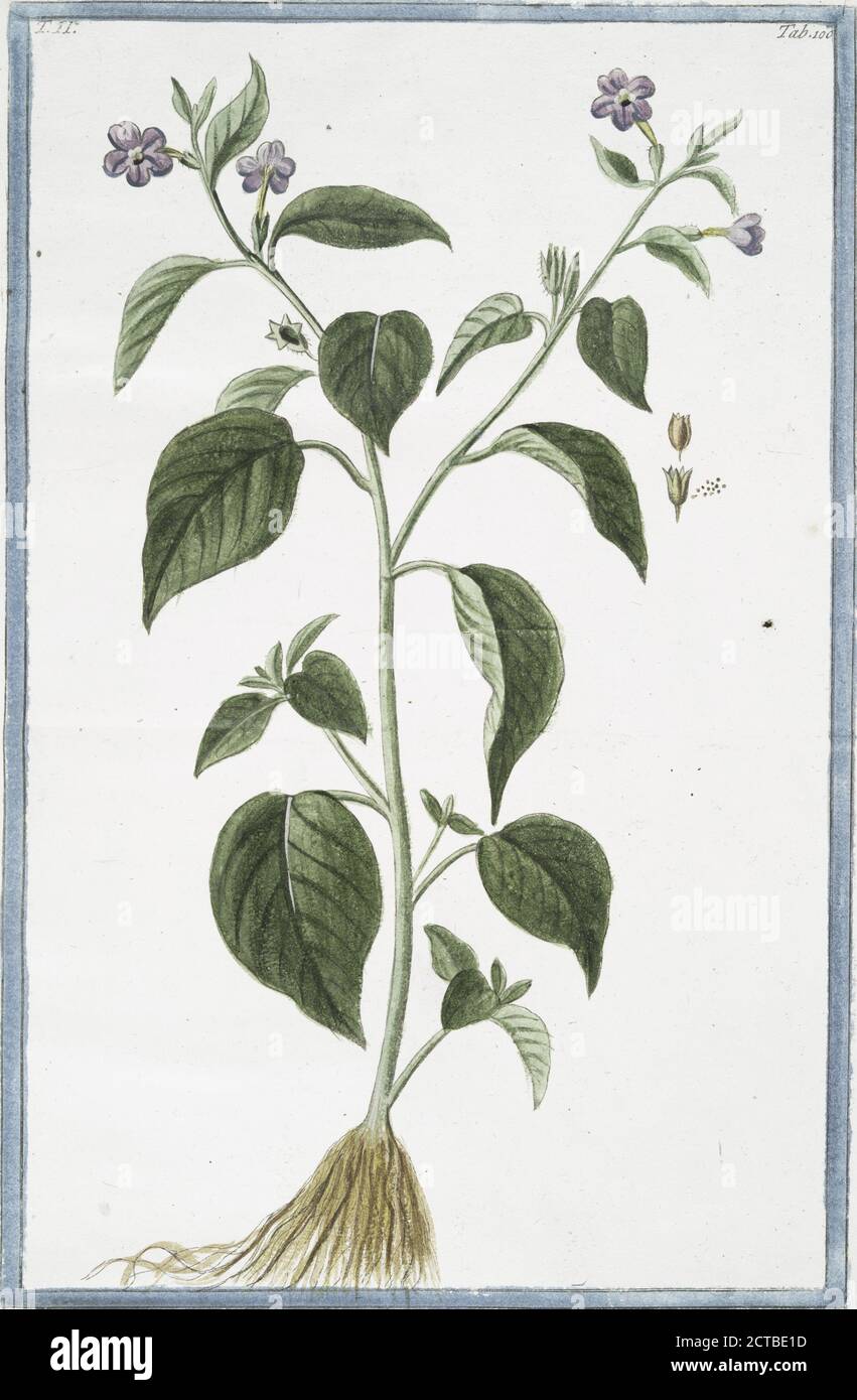 Browallia demissa pedunculis unifloris. Amethyst Flower or Bush Violet, still image, 1772 - 1793, Bonelli, Giorgio (b. 1724), Martelli, Niccoló (1735-1829 Stock Photo