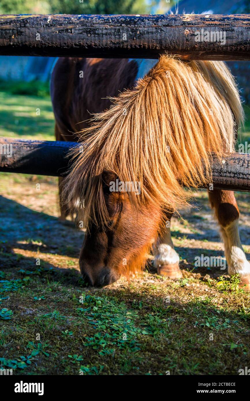 Pony in park fenced with sun ray Stock Photo
