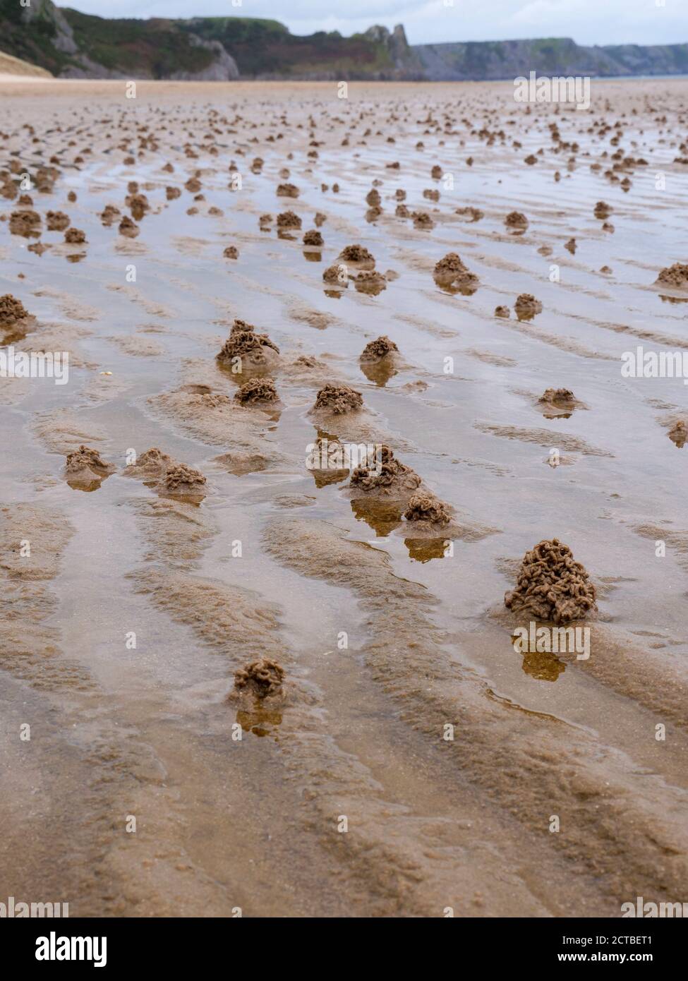 Worm casts on beach hires stock photography and images Alamy