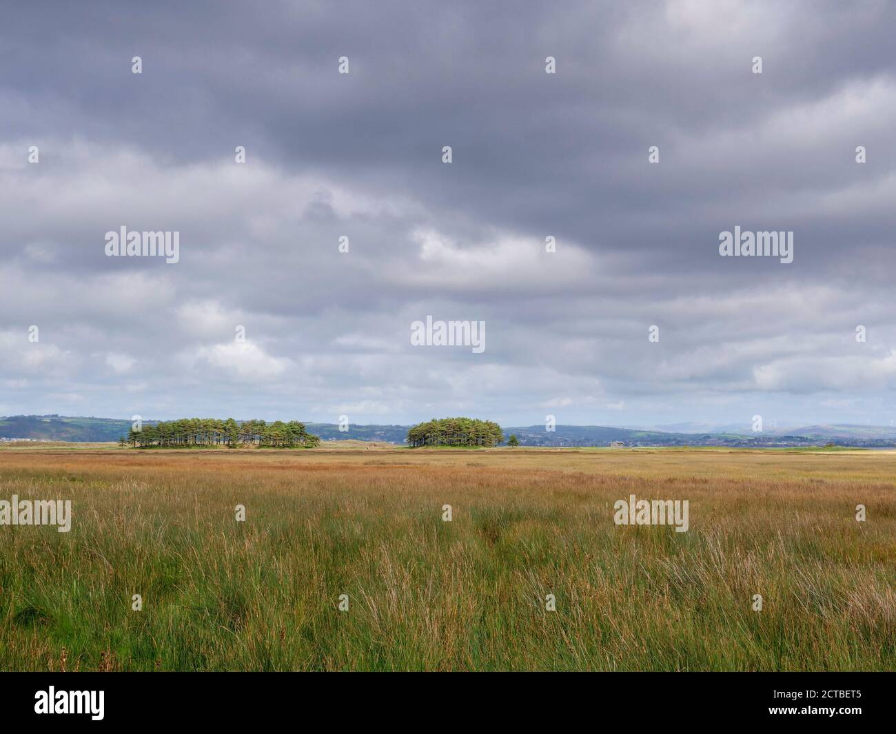 Trees in the landscape near LLanmadoc in the Whiteford National Nature Reserve Gower Peninsula Wales UK Stock Photo