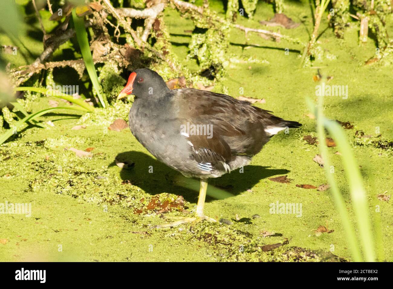 Fully grown adult or mature moorhen standing on a piece of wood in a canal covered in algae. Water hen, rallidae, gallinula chloropus Stock Photo