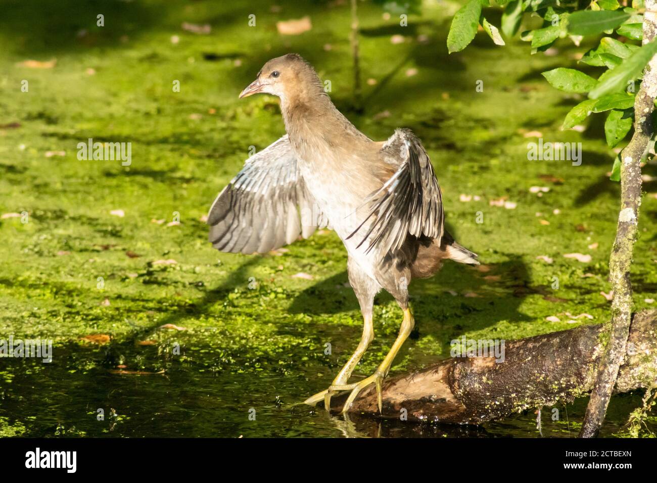 Juvenile Moorhen standing on branch flapping its wings after cleaning or preening. gallinula chloropus, rallidae Stock Photo